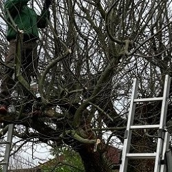 Lehrvorf&uuml;hrung im Obstbaumschnitt (Praxis)